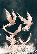Terns at sea
